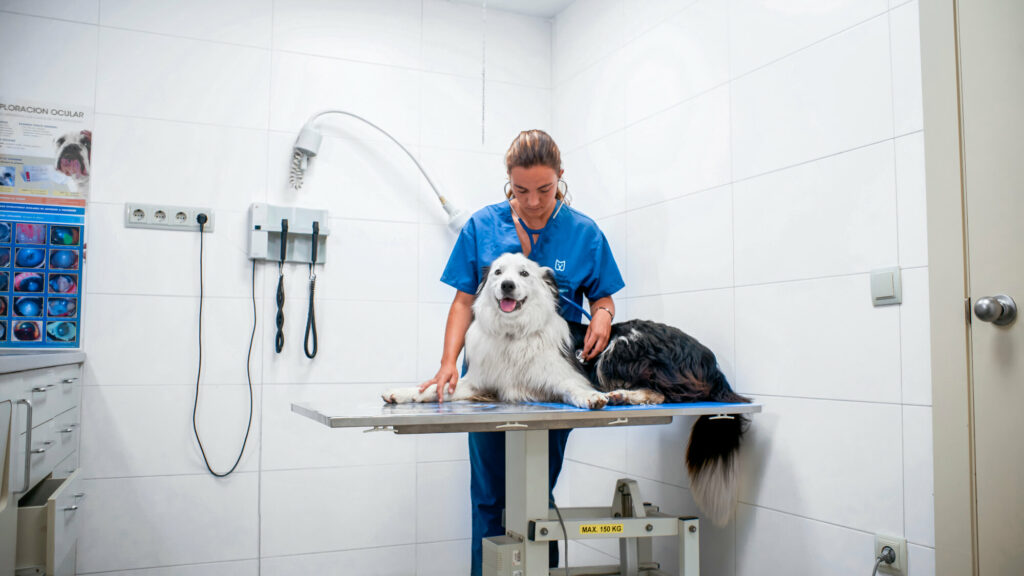 consulta veterinaria a gos a la nostra clinica de tona