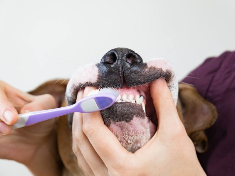 cepillado-dientes-perro (1)