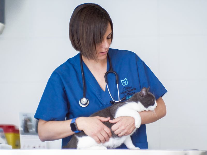 Revisió de gat al nostre centre veterinari La Plana de Tona