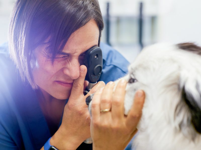 Revisió oftalmologia a gos al nostre centre veterinari de Tona