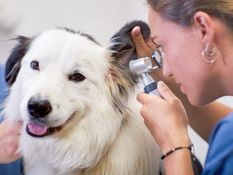 Veterinària observa interior orella de gos a Clínica Veterinaria La Plana de Tona
